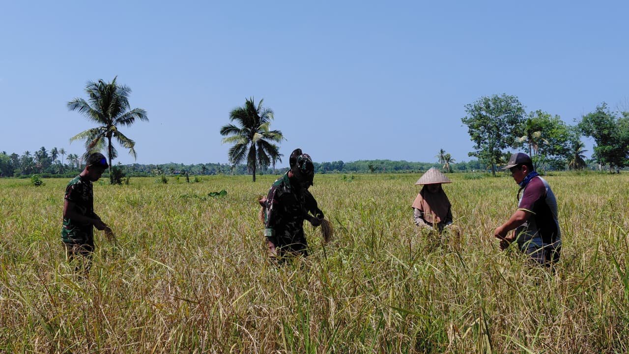 Panen Padi Jadi Momentum Satgas TMMD Dekat dengan Petani Desa Bandar Raya