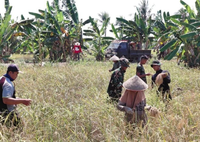 Turun ke Sawah, Satgas TMMD Ke-129 Dukung Aktivitas Petani Bandar Raya