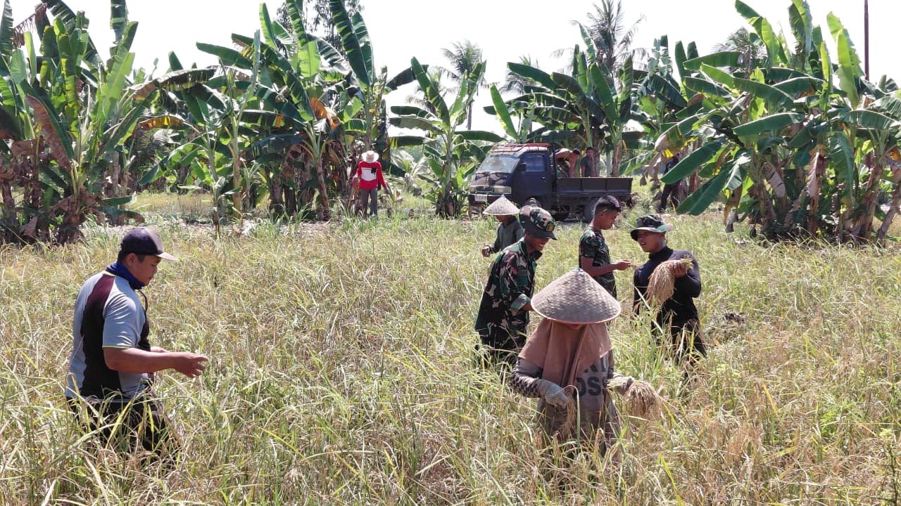 Turun ke Sawah, Satgas TMMD Ke-129 Dukung Aktivitas Petani Bandar Raya