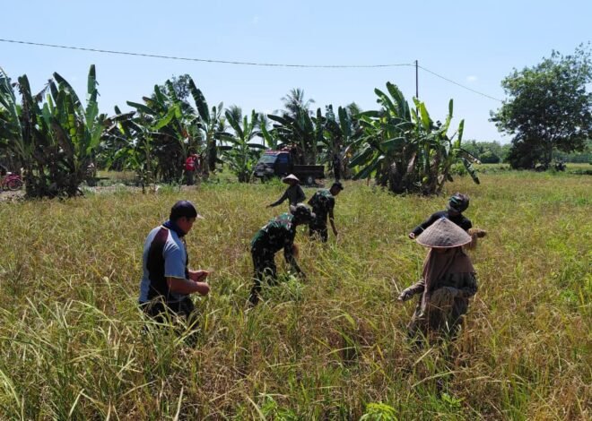 Kebersamaan di Sawah, Satgas TMMD Perkuat Komunikasi Sosial dengan Warga
