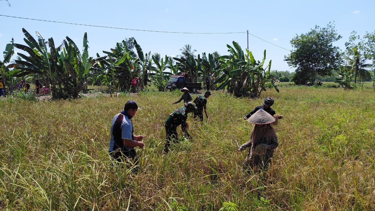 Kebersamaan di Sawah, Satgas TMMD Perkuat Komunikasi Sosial dengan Warga